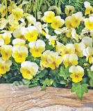 17533268982517_high-res-png-penny-primrose-bicolor-is.jpg