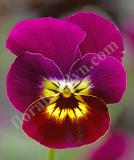 17533268983862_high-res-jpg-penny-violet-tiger-face-is.jpg