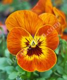 17533268984215_547200-viola-cornuta-f1-corina-terracotta-is.jpg
