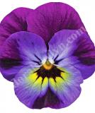 17533268984585_high-res-png-penny-violet-blue-is.jpg
