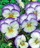 17533268985619_high-res-jpg-penny-purple-picotee-is.jpg