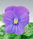 17533268986928_high-res-jpg-penny-blue-is.jpg