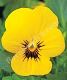 17533268989497_high-res-jpg-penny-yellow-blotch-is.jpg