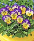 17533268989684_high-res-png-penny-primrose-picotee-is.jpg