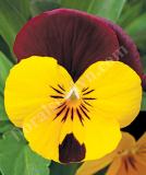 17533274292462_pennyredwing-is.jpg