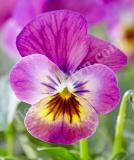 17533486461306_high-res-jpg-endurio-pink-shades-is.jpg