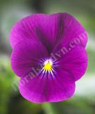 17533486461540_high-res-jpg-endurio-violet-imp-is.jpg