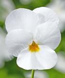 17533486463162_high-res-png-endurio-white-is.jpg