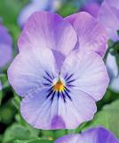 17533486463187_high-res-jpg-endurio-sky-blue-martien-is.jpg