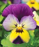 17533486464787_high-res-jpg-endurio-blue-yellow-with-purple-wing-is.jpg