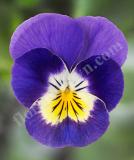17533486465117_high-res-jpg-endurio-blue-face-is.jpg