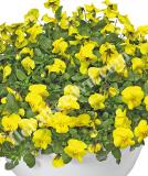 17533486466614_high-res-jpg-endurio-yellow-is.jpg