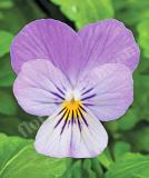 17533486467594_high-res-jpg-endurio-lavender-is.jpg