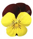 17533486469027_high-res-png-endurio-yellow-with-red-wing-is.jpg