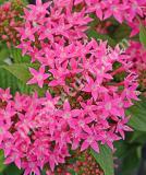 17534269031333_pen15-19637cc-lucky-star-deep-pink-is.jpg