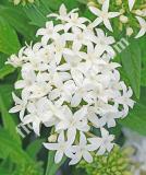 17534269032541_pen15-19644-lucky-star-white-is.jpg