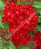 17534269033087_pen15-19641-lucky-star-dark-red-is.jpg