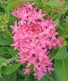 17534269034536_pen15-19638-lucky-star-pink-is.jpg
