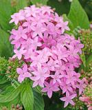 17534269035801_pen15-19635-lucky-star-lavender-is.jpg