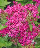 17534269038910_pen15-19643-lucky-star-violet-is.jpg