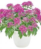 17534291661575_violet-is.jpg