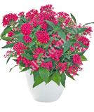 17534291662994_cranberry-is.jpg