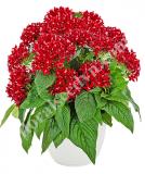 17534291663143_deep-redd-is.jpg