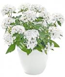 17534291663206_white-is.jpg