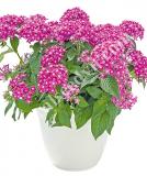 17534291663363_lavender-pink-is.jpg