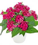 17534291664396_neon-plum-is.jpg