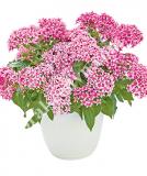 17534291664694_flirty-pink-is.jpg