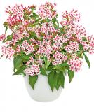 17534291665650_appleblossom-is.jpg