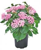 17534291665690_pink-is.jpg