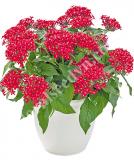 17534291666974_fuschia-is.jpg