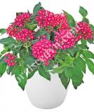 17534291667110_rose-is.jpg