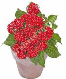 17534291668171_red-velvet-is.jpg
