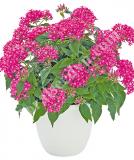 17534291669431_true-pink-is.jpg