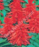 17536881249758_high-res-png-salvia-sahara-is.jpg