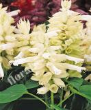 17536895651426_fsal071-white-is.jpg