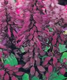 17536895666893_fsal077-purple-is.jpg