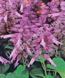 17536895669154_fsal076-lavender-is.jpg