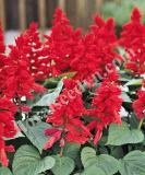 17536895669506_fsal075-red-is.jpg
