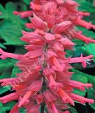 17536896073379_salsa-rose-is.jpg