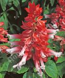 17536896073875_salsa-scarlet-bicolor-is.jpg