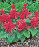 17536896074349_salsa-burgundy-is.jpg