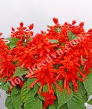 17536906452734_428550-salvia-splendens-red-hill-is.jpg