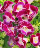 17536932562846_tor034-magenta-is.jpg