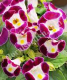 17536932563906_tor031-burgundy-is.jpg