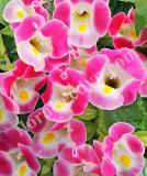 17536932564078_tor035-rose-is.jpg