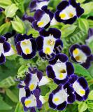 17536934312428_tor037-blue-white-is.jpg